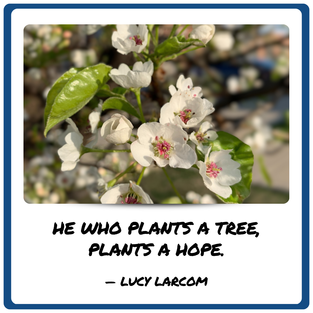 Closeup of Ornamental Pear Flowers & Leaves with an inscription of a Lucy Larcom Quote, He who plants a tree Plants a hope.